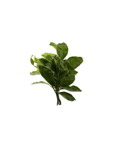 HOJA DE NARANJA ATADO 20 G