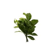 HOJA DE NARANJA ATADO 20 G