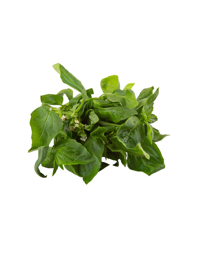 ALBAHACA POR KG